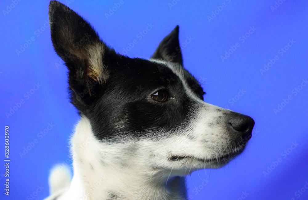 Portrait of a dog on a blue simple isolated background with a copy space, profile basenji