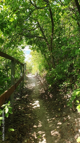 Patchway  in the forest photo