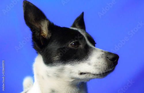 Portrait of a dog on a blue simple isolated background with a copy space, profile basenji