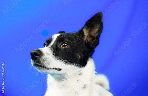 Close-up portrait of a dog on a blue simple isolated background with copy space, basenji