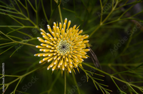 Broad-Leaved drumsticks flower in the forest 