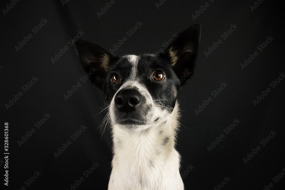 Basenji dog portrait on a simple black isolated background with a copy space