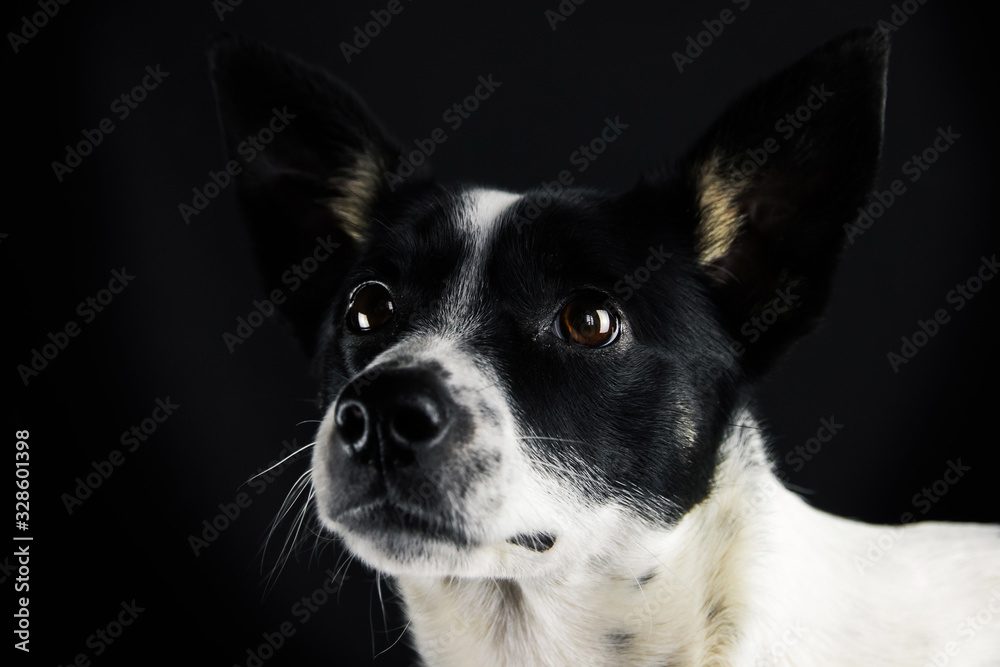 Basenji dog close up portrait on a simple black isolated background with a copy space