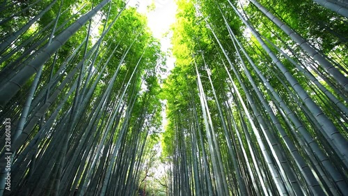 Kyoto, Japan low angle view vertical panning walking in Arashiyama bamboo forest grove canopy park pattern of many plants on spring day with green foliage color  photo