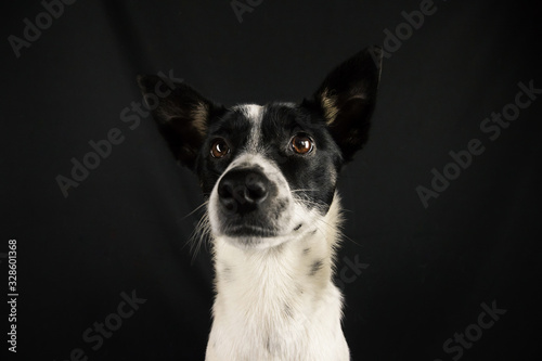 Basenji dog portrait on a simple black isolated background with a copy space © FellowNeko