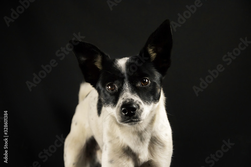 Basenji dog portrait on a simple black isolated background with a copy space © FellowNeko
