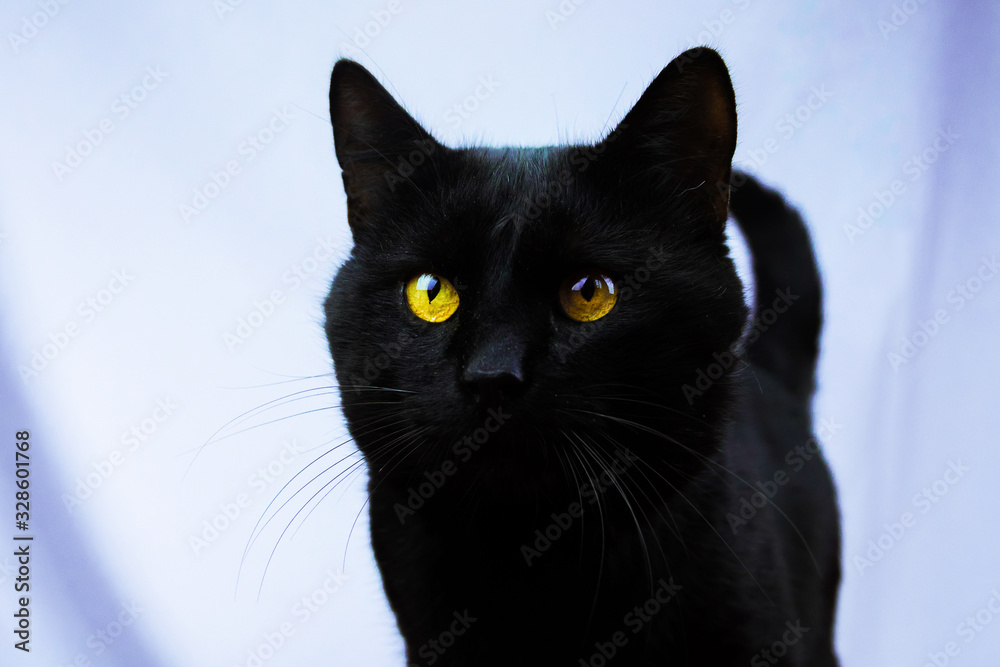 Curiosity black cat with tongue hanging out on a white fabric background, meme, copy space
