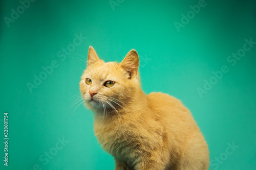Portrait of a very fluffy displeased ginger kitten on green isolated background with mine space