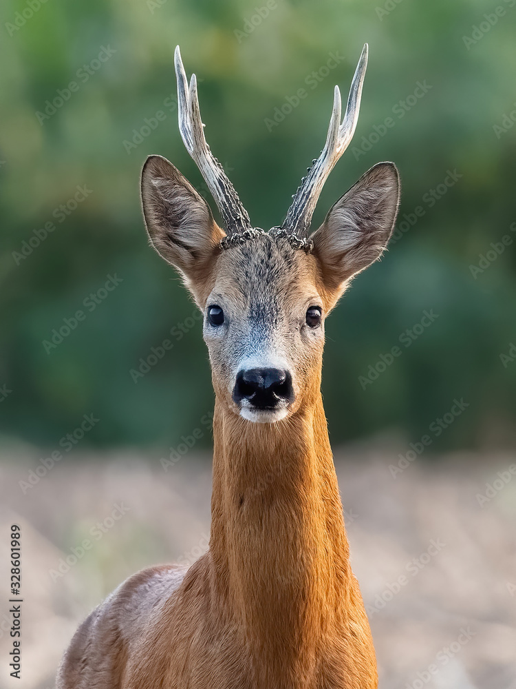 European western roe deer (Capreolus capreolus).