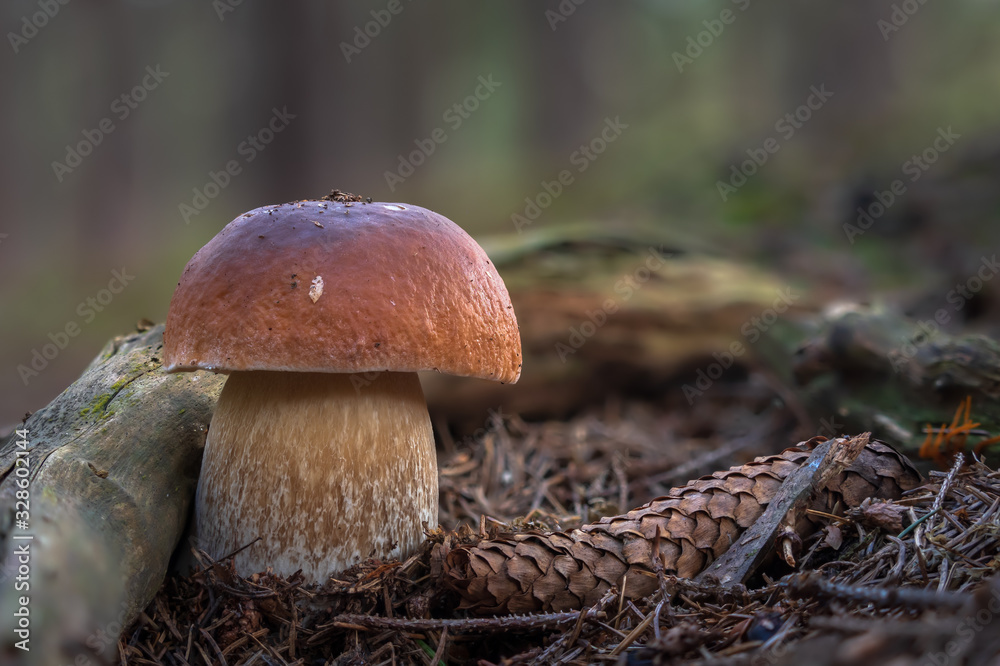 Mushroom (Boletus edulis) growing in forest. Mushroom (Boletus edulis) growing in forest.