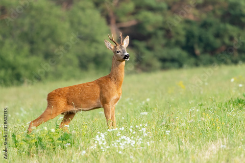 European western roe deer (Capreolus capreolus).