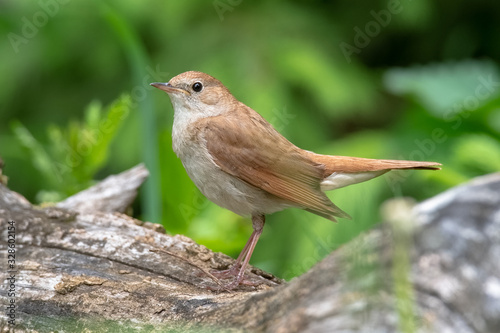 Male Common nightingale (Luscinia megarhynchos) sits on a branch. photo