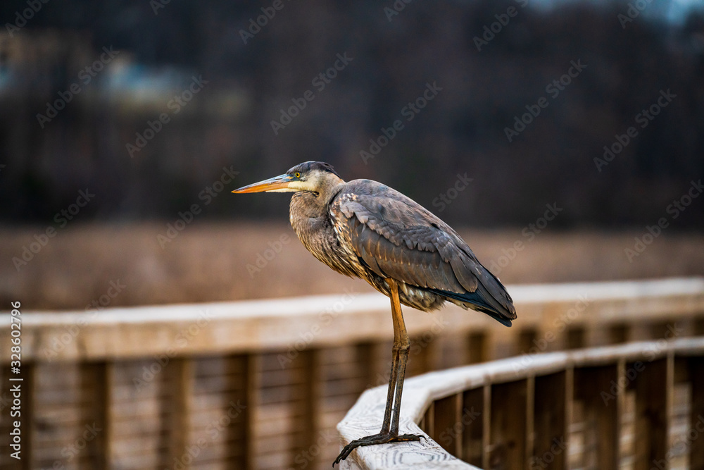 Fototapeta premium great blue heron