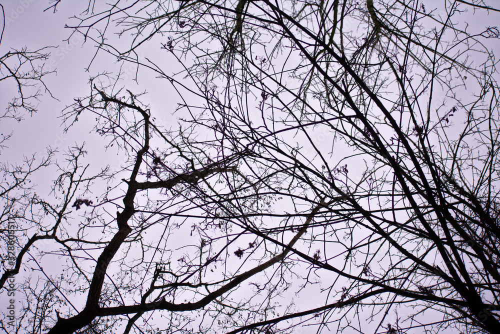 Tree branches and the sky from below in Weissensee Jewish Cemetery in Berlin Germany Tree branches and the sky from below in Weissensee Jewish Cemetery in Berlin Germany