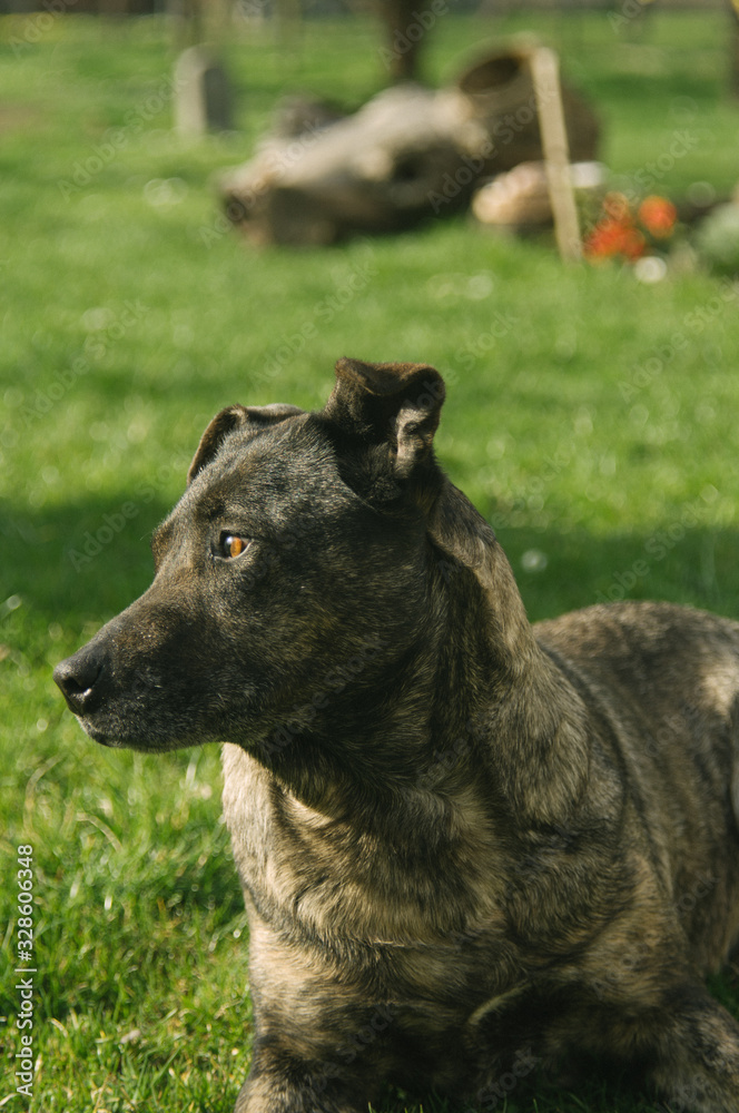 Naklejka premium Spring in the garden