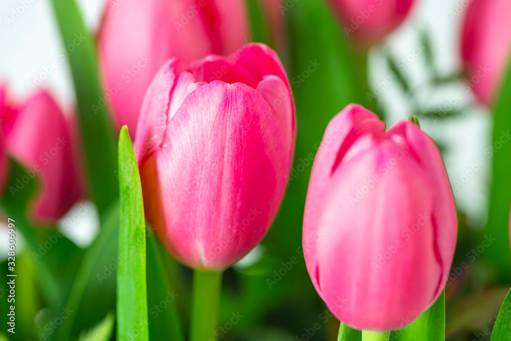 Group of beautiful pink tulips Group of beautiful pink tulips
