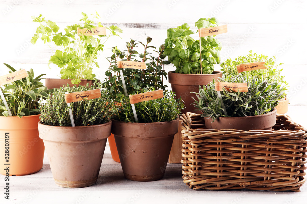 Homegrown and aromatic herbs in old clay pots. Set of culinary herbs. Green growing sage, oregano, thyme, savory, mint and oregano with lavender with labels