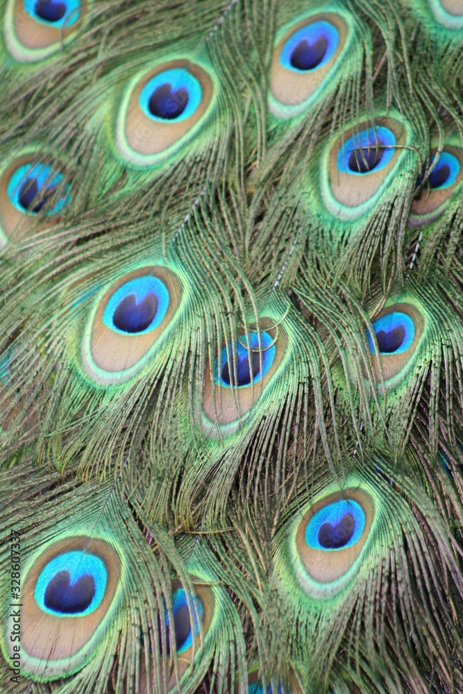 Fototapeta premium peacock feather on black background