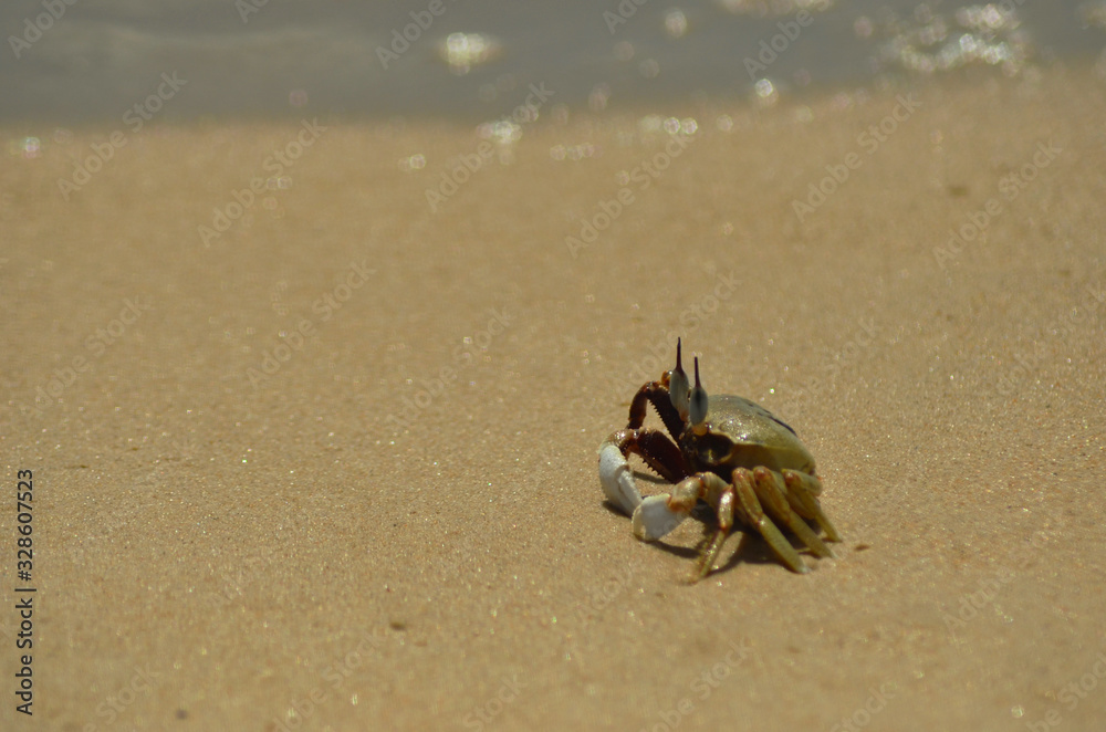A soldier crab is seen in profile standing on some sand. His eyes and claws are clearly visible. The sand is golden, and water is in the background. A soldier crab is seen in profile standing on some sand. His eyes and claws are clearly visible. The sand is golden, and water is in the background.