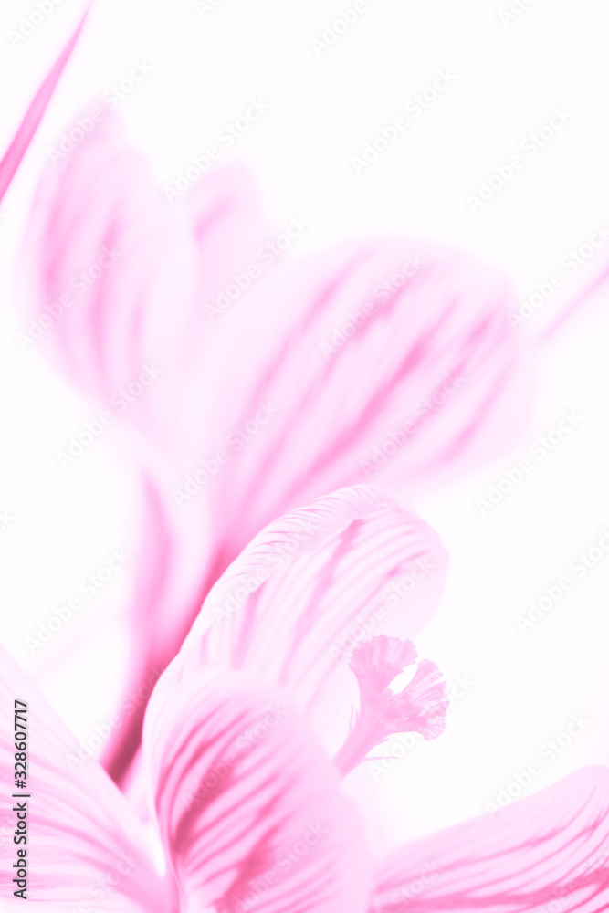 Pink crocus flowers closeup. Isolated white background.