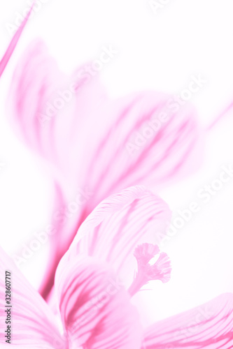 Pink crocus flowers closeup. Isolated white background.