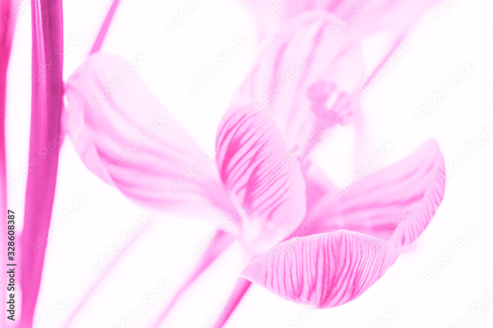Pink crocus flower opened bud. Isolated white background. Design art card.