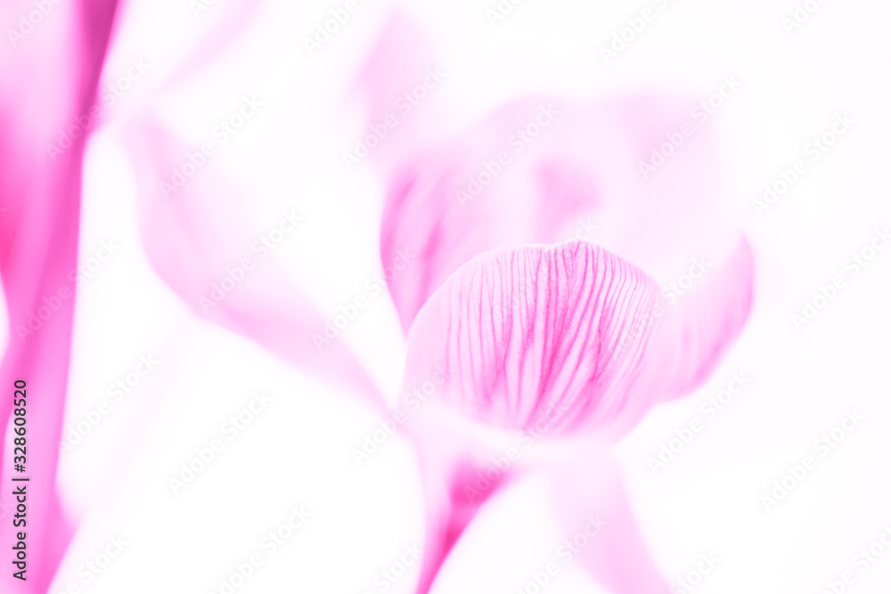 Pale pink crocus flowers on white background. Design art card. Pale pink crocus flowers on white background. Design art card.