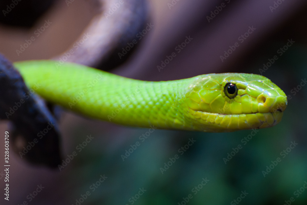 Fototapeta premium Grüne Mamba