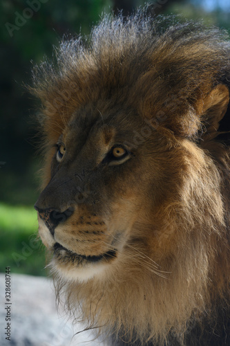 Fototapeta Naklejka Na Ścianę i Meble -  Magnificant Lion Portrait