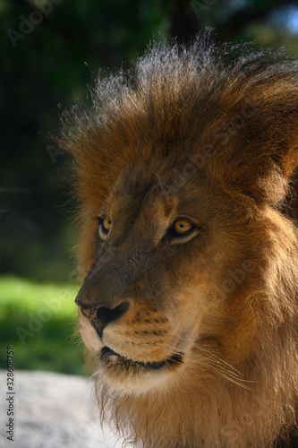 Fototapeta Naklejka Na Ścianę i Meble -  Magnificant Lion Portrait