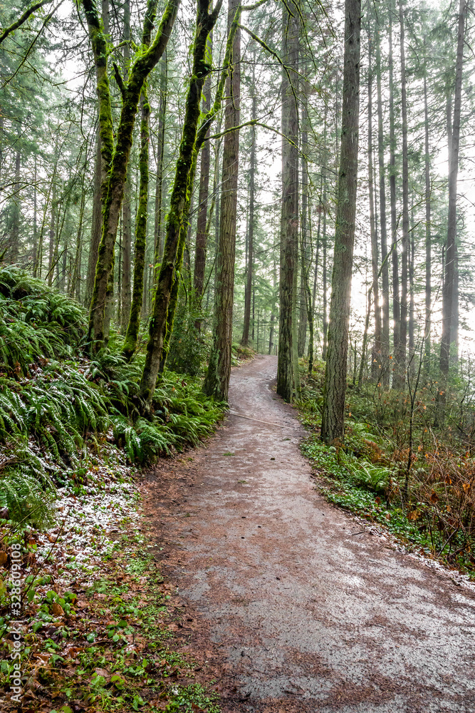 Pedestrian winding path up the hill in an old winter snow-covered wild forest with moss-covered trees Pedestrian winding path up the hill in an old winter snow-covered wild forest with moss-covered trees