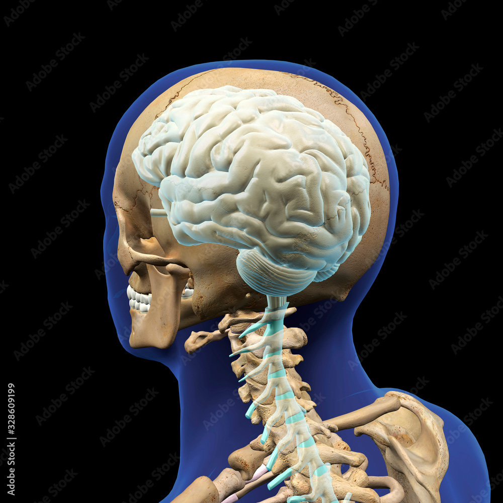 Rear View of Man's Head, Skull, Spinal Cord and Brain on Black Stock ...