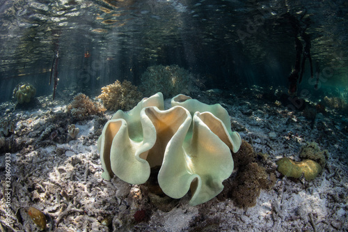 A soft leather coral grows on the edge of a blue water mangrove forest in Raja Ampat, Indonesia. Coral reef and mangrove habitats blend into one another in this unique, tropical region.