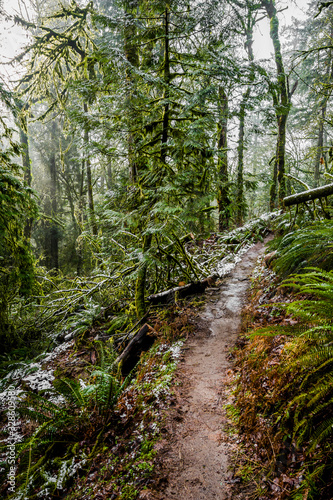 Walking path up the hill in an old winter snow-covered wild forest with moss-covered trees