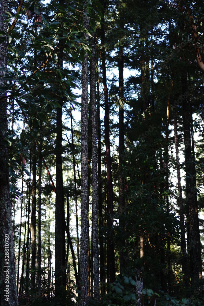 Fototapeta premium trees in the forest