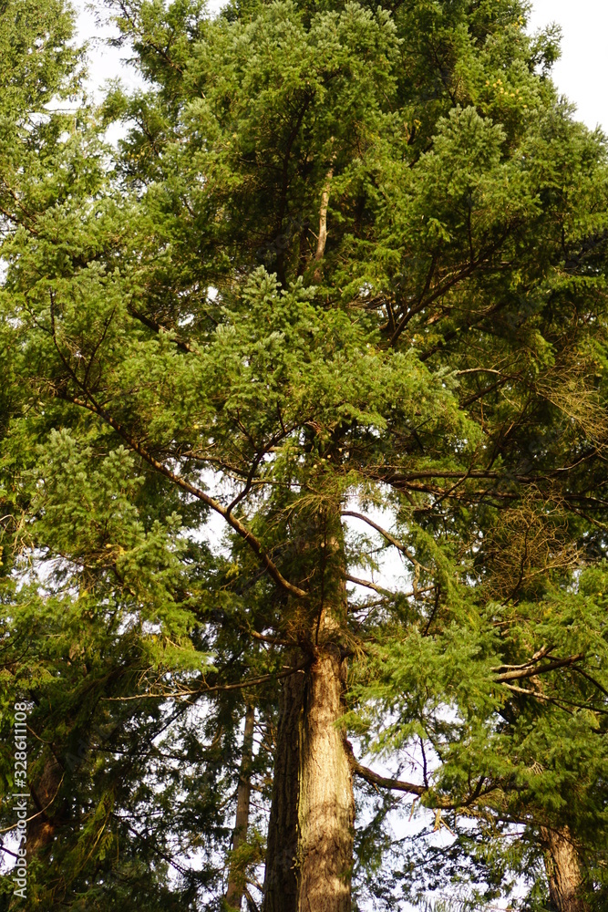 Fototapeta premium tree in the forest