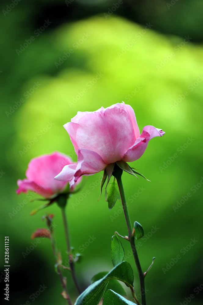 旧古河庭園の庭園で咲くピンク色のバラの花