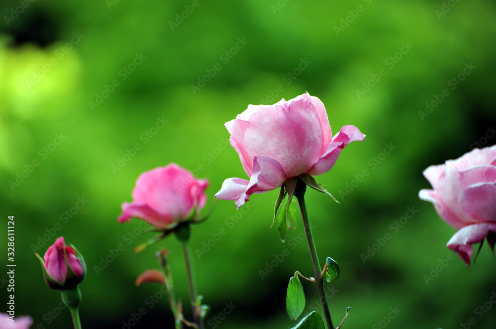 旧古河庭園の庭園で咲くピンク色のバラの花