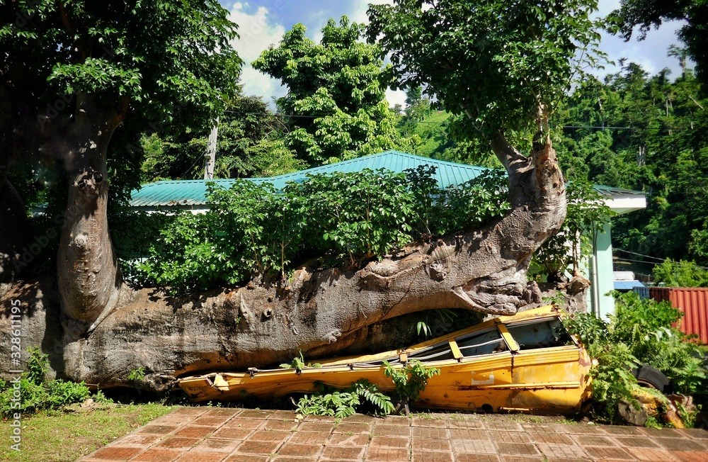 Dominica School bus crushed under Baobab tree in Roseau botanical
