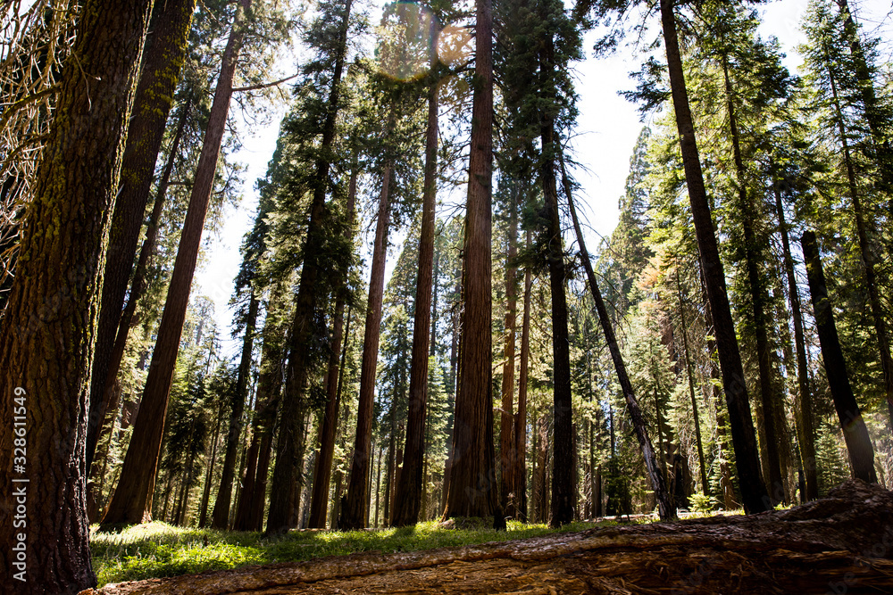 Obraz premium forest in autumn