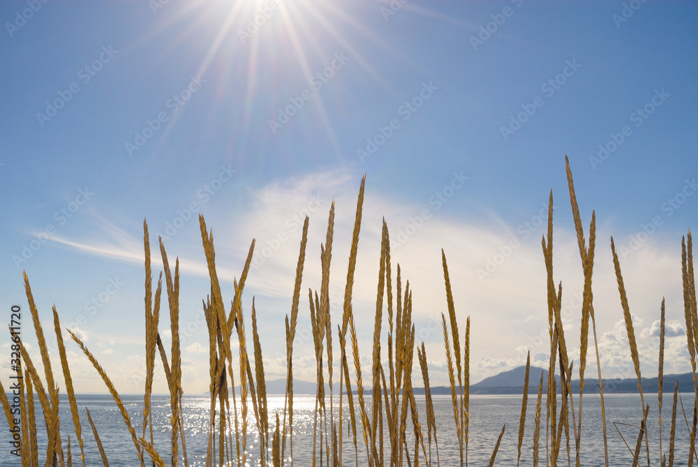 草　海　空　素材