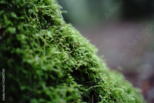 green moss on a tree