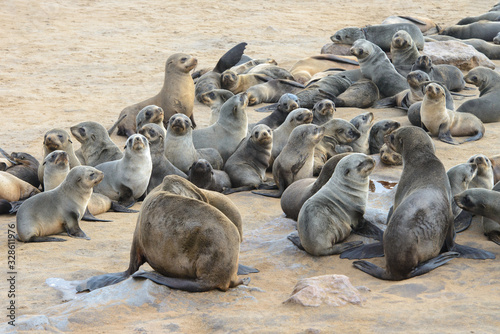 Group of Cape Fur Seals posing for a photo on Skeleton Coast, Africa