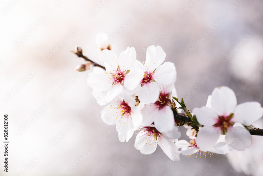 Background of almond blossoms tree. Cherry tree with tender flowers. Amazing beginning of spring. Selective focus. Flowers concept. Background of almond blossoms tree. Cherry tree with tender flowers. Amazing beginning of spring. Selective focus. Flowers concept.