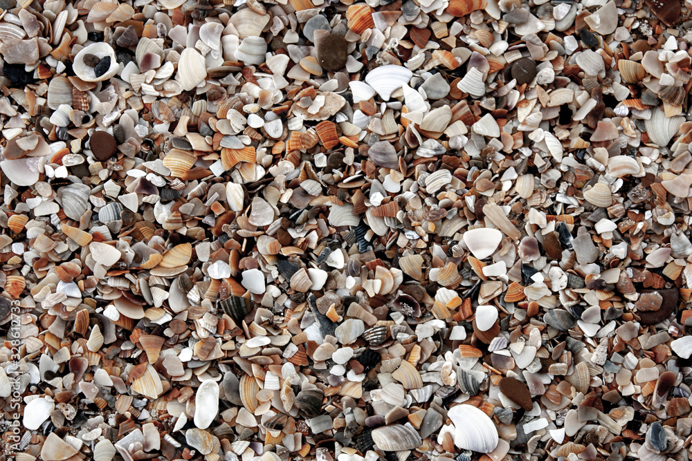 Broken seashells and sand on the Black Sea on a sunny day. Close-up. View from above. Broken seashells and sand on the Black Sea on a sunny day. Close-up. View from above.