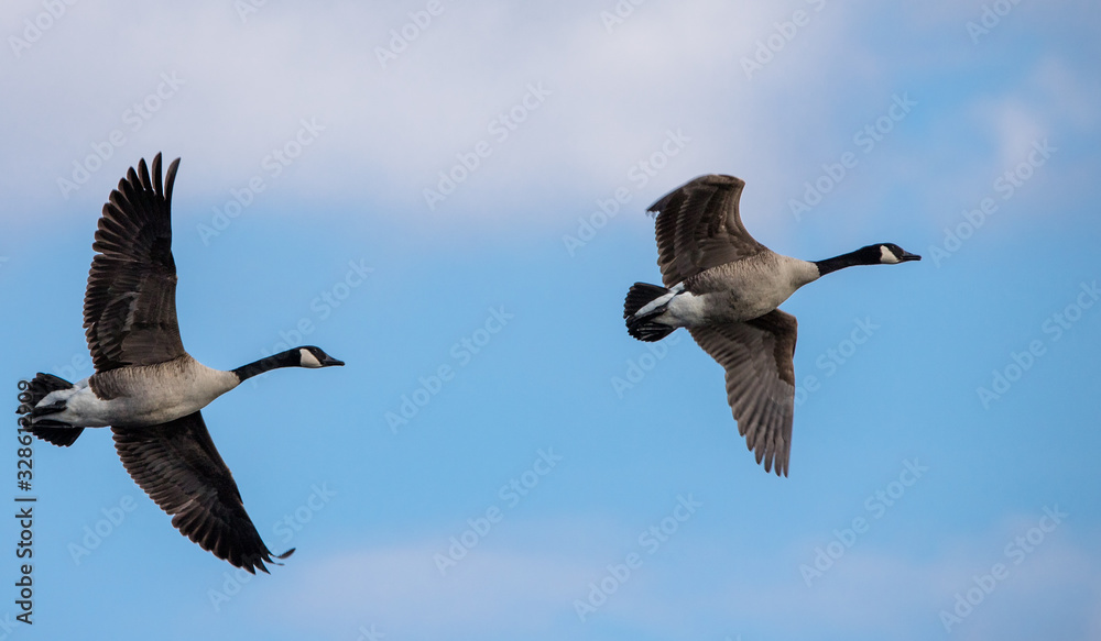 Fototapeta premium Flying south