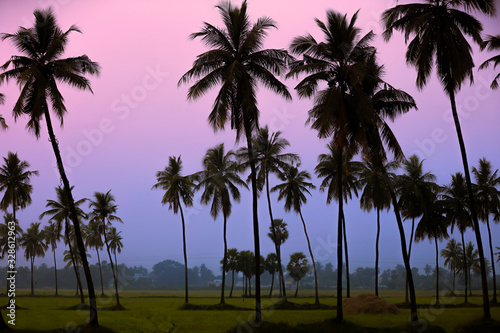 Paddy fields landscape in morning time Andhra pradesh ,India