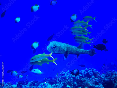 Large Variety of Tropical Fish Swimming in Blue Sea