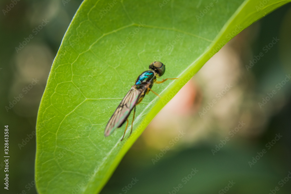 Macro scene of Microchrysa polita also known as soldier fly hanging on green leaf Macro scene of Microchrysa polita also known as soldier fly hanging on green leaf