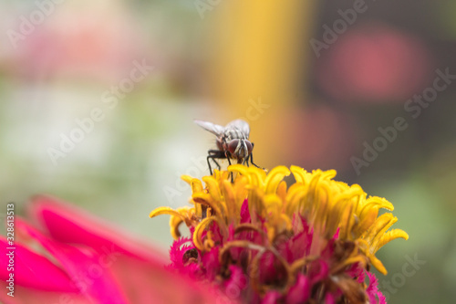 Close up of housefly insect sitting on zinnia flower head